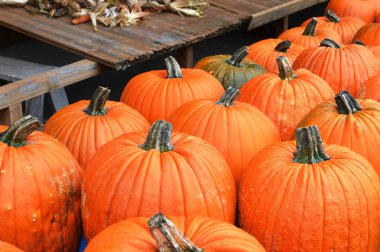 Taze olgun Turuncu kabak yığın görünümü