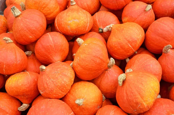 Vista Pila Calabazas Naranjas Maduras Frescas — Foto de Stock