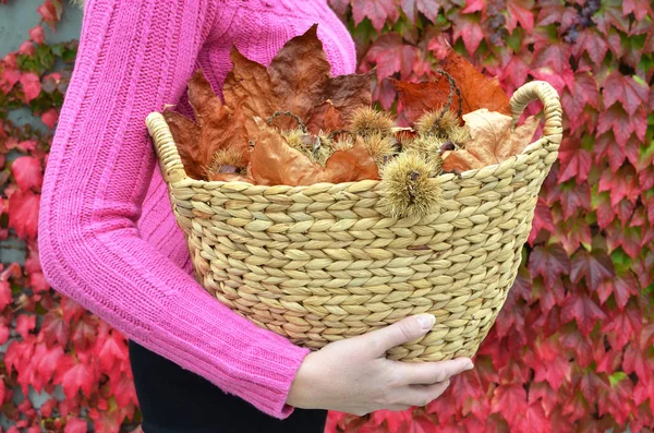 Menina Segurando Uma Cesta Cheia Castanhas Outono Folhas — Fotografia de Stock