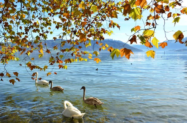 Schöner Ruhiger See Und Herbstblätter Der Schweiz — Stockfoto