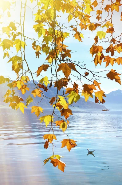 Piękny Spokojny Jeziora Zug Jesiennych Liści Szwajcarii Obrazek Stockowy