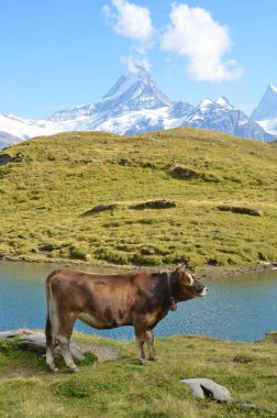 Alpin çayır inek. Jungfrau bölge, İsviçre