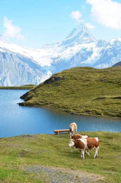 Mucche Nel Prato Alpino Regione Jungfrau Svizzera — Foto Stock