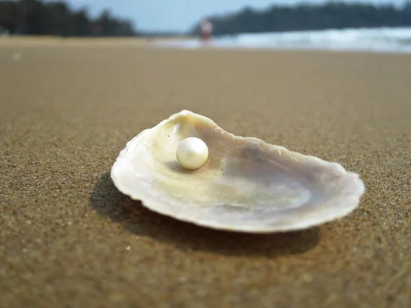 Muschel Sandstrand Von Goa Indien — Stockfoto