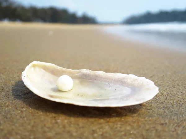 Tengeri Kagyló Homokos Strandon Goa India — Stock Fotó