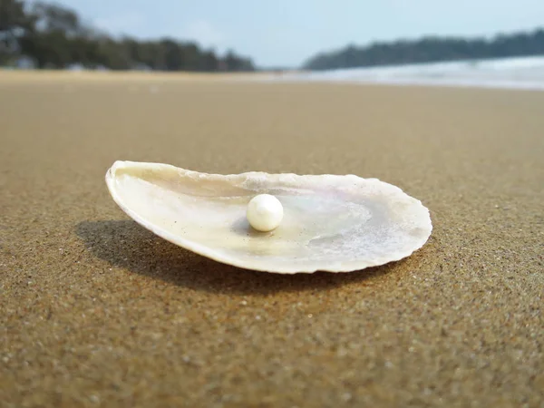 Conchiglia Sulla Spiaggia Sabbiosa Goa India Immagine Stock