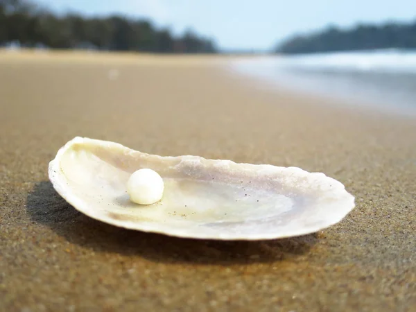 Mušle Písečné Pláži Goa Indie Royalty Free Stock Fotografie
