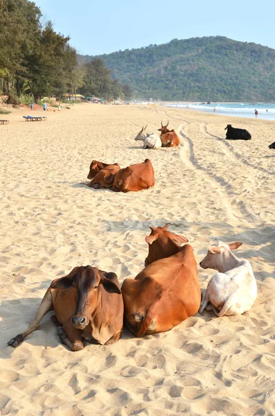 Krowy na Agonda beach Południowe Goa, Indie Zdjęcia Stockowe bez tantiem