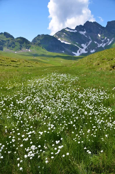 Kvetoucí Alpská Louka Vzdálenými Kopci Melchsee Frutt Švýcarsko — Stock fotografie