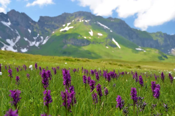 Kwitnąca Alpejska Łąka Odległymi Wzgórzami Melchsee Frutt Szwajcaria — Zdjęcie stockowe