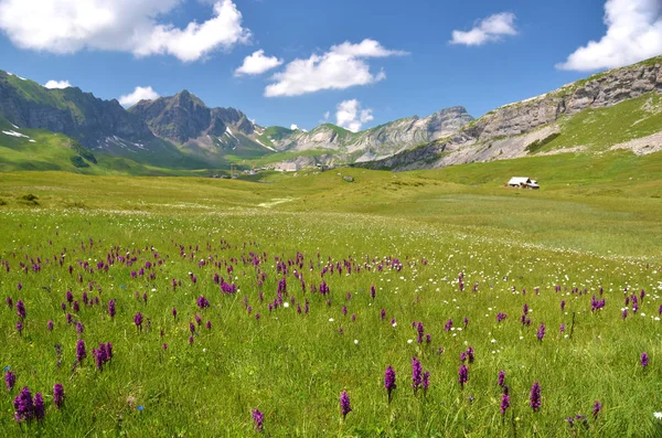 Alpine Meadow Distant Rocks Melchsee Frutt Switzerland — Stock Photo, Image