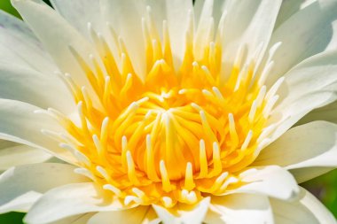 Yeşil yapraklı güzel Beyaz Lotus Çiçeği 