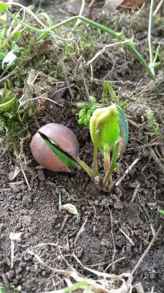 yoing meşe ağaç bahçe