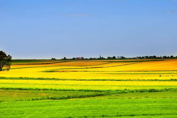Gran Campo Flores Amarillas —  Fotos de Stock