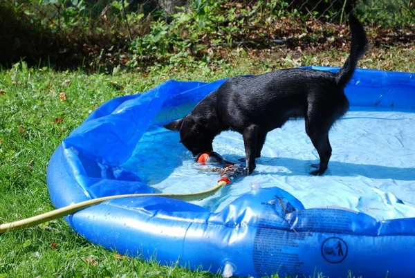 The little dog drinks the water in the pool
