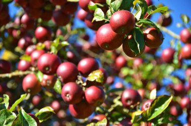 Olgun elmalar ağaçta