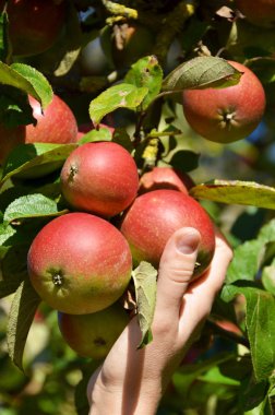 Olgun elmalar ağaçta