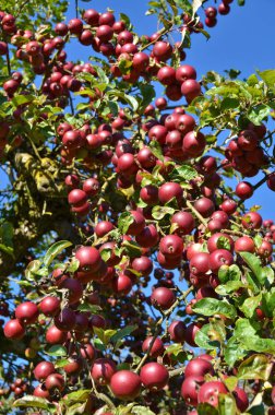 Olgun elmalar ağaçta