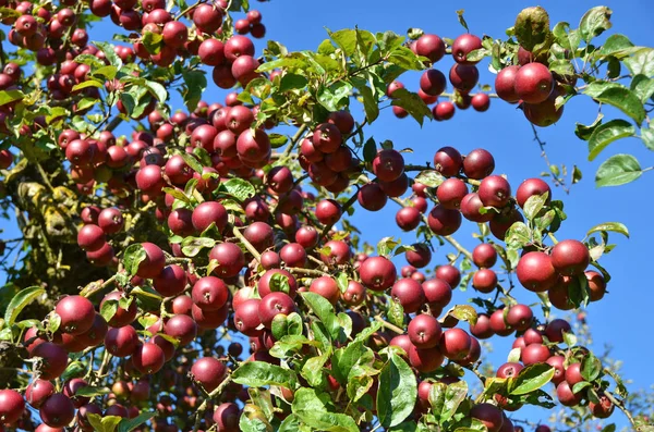 Olgun elmalar ağaçta
