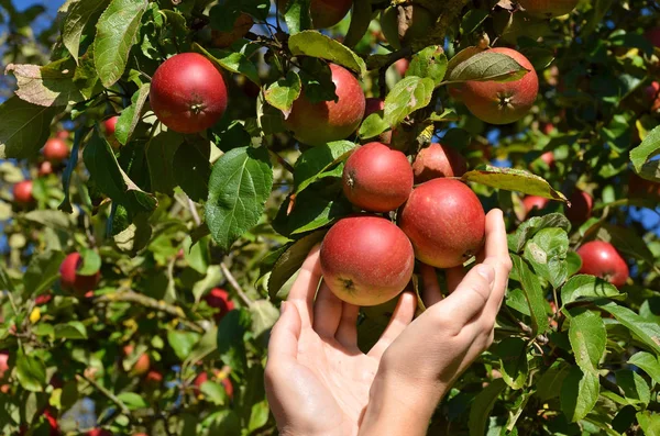 Olgun elmalar ağaçta