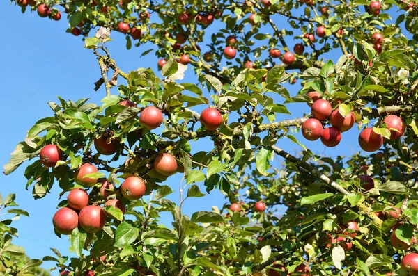 Ripe Apples Tree — Stock Photo, Image
