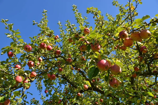 Zralá Jablka Stromě — Stock fotografie