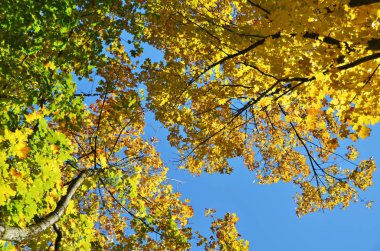 Ağaçlar Sonbahar sezonu