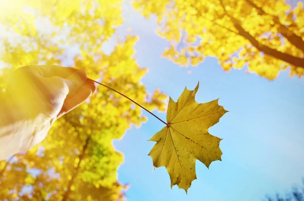 Drzewa Sezonie Jesiennym — Zdjęcie stockowe