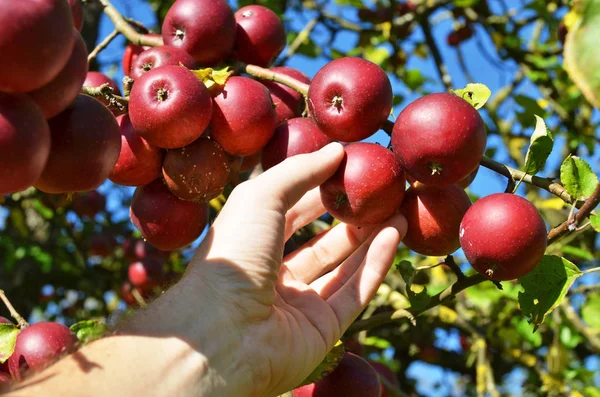 Hand Hält Reife Äpfel Die Baum Wachsen — Stockfoto