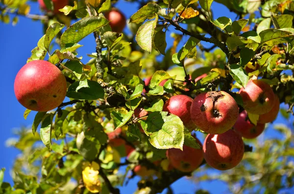 Reife Äpfel Baum Hellen Sonnenlicht — Stockfoto
