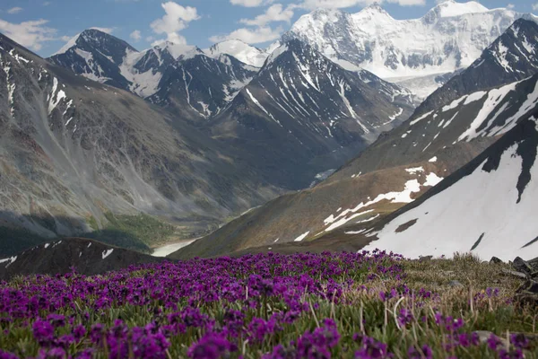Flores Montanha Fundo Montanhas Cobertas Neve — Fotografia de Stock