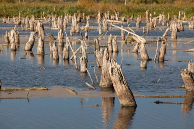 Eski ağaçları ile bataklık görünümü.