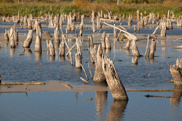 Vue Marais Avec Vieux Arbres — Photo