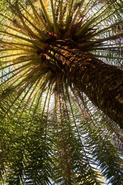 Yapraklar ve svol palm ağaçlar gökyüzüne karşı.