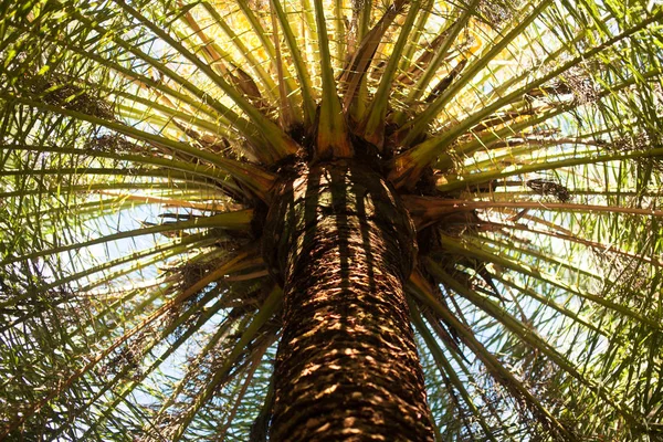 Bladeren Svol Palmbomen Tegen Hemel — Stockfoto