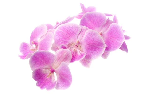 Orkideat Kukat Valkoisella Pohjalla Eristetty — kuvapankkivalokuva