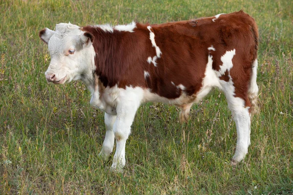 Vit Brun Kalv Står Äng Närbild — Stockfoto