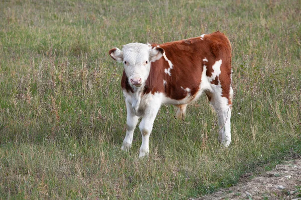 Fehér Barna Borjú Áll Réten Közeli Stock Kép