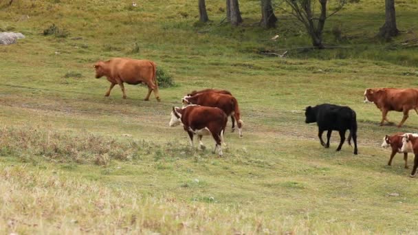 牛の群れが右から左へ野原を横切って歩いている — ストック動画