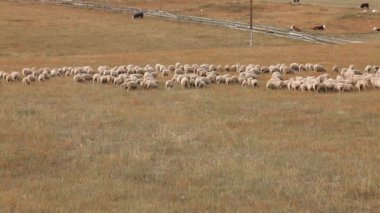 Tarlada otlayan bir koyun sürüsü. Sonbahar manzarası. Çimenler sarı..