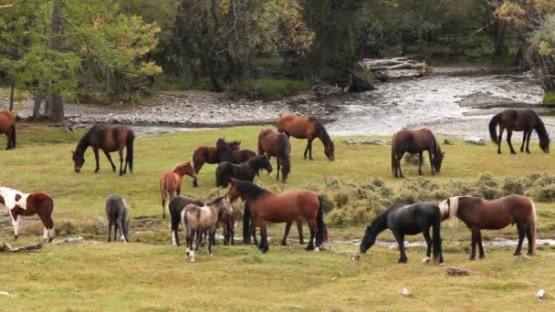 Troupeau de chevaux au bord d'une rivière de montagne .