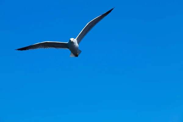 Mouette Sur Fond Bleu Ciel Photo De Stock