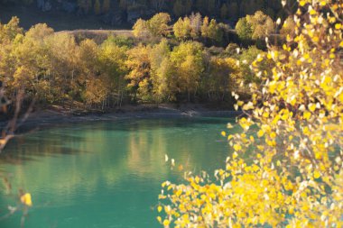 Dağlar ve dağ nehri manzaralı sonbahar manzarası. - Rusya. Altai, Katun nehri..