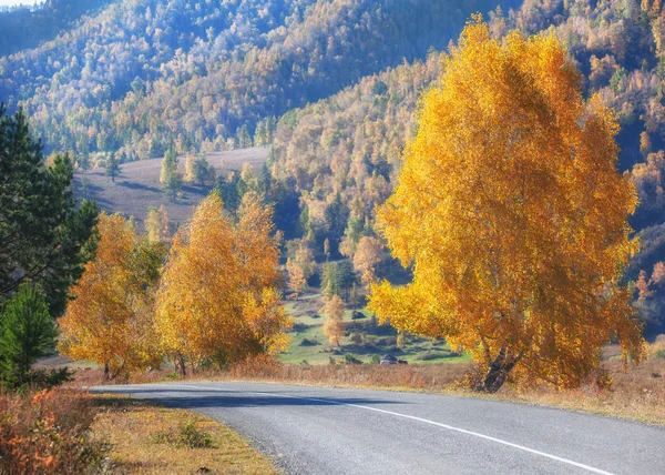 Осенний Пейзаж Асфальтовая Дорога Высокогорье Голубое Небо Желтые Березы Дорожные — стоковое фото