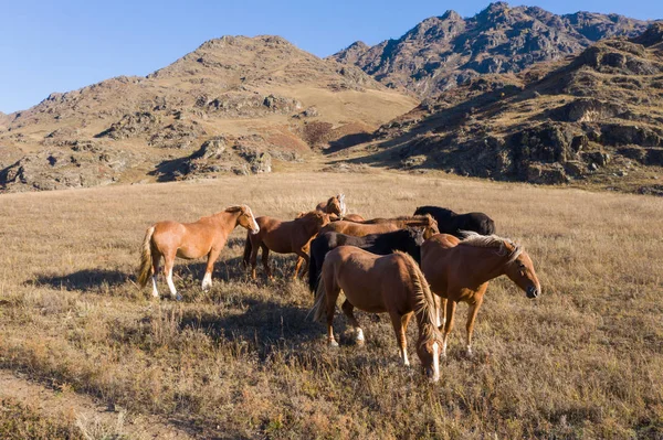 Herde Von Pferden Auf Einem Hintergrund Von Bergen Blauer Himmel Stockbild
