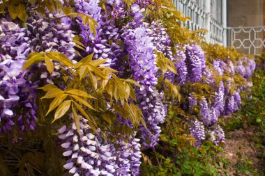 Wisteria çiçekleri binanın ön cephesinden sarkıyor