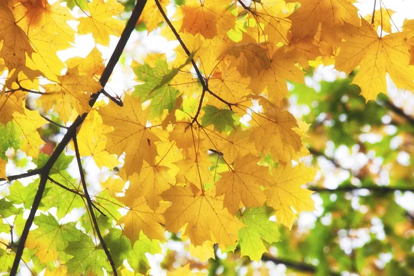 Кленовые Листья Свету Лучах Солнечного Света — стоковое фото