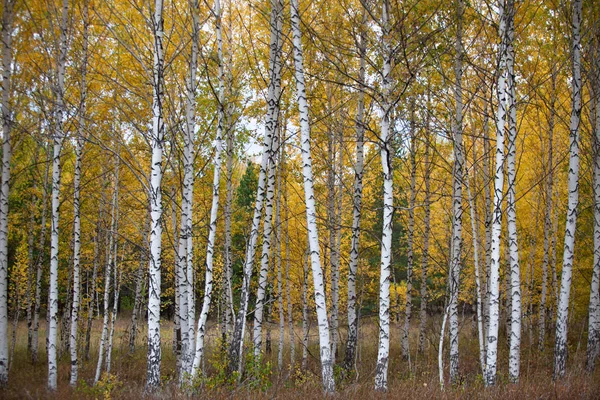 Birch Grove Peisaj Toamnă — Fotografie, imagine de stoc