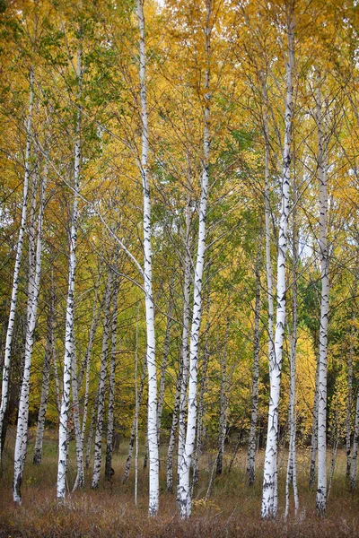 Birch Grove Ban Őszi Táj Stock Kép