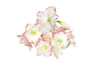 Güzel amaryllis tomurcukları beyaz bir arka plan üzerinde izole